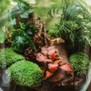 Terrarium